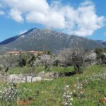 Estate Agent Kardamyli