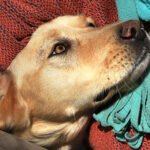 Mani International Animal Organisation