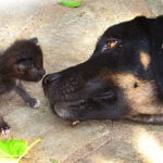 Mani International Animal Organisation