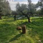 Refined Extra Virgin Olive Oil Mani