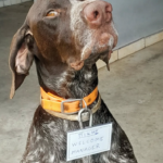 Auto service in Kardamyli